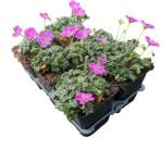 Geranium sang. 'Max Frei'