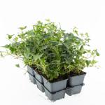 Hedera hel. 'Sagittifolia', 3-5 tak
