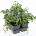 Hedera hel. 'Sagittifolia', 3-5 tak