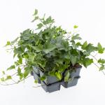 Hedera hel. 'Shamrock', 3-5 tak