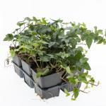 Hedera hel. 'Shamrock', 3-5 tak