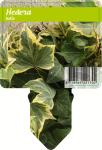 Hedera hel. 'Plattensee', 3-5 tak