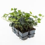 Hedera hel. 'Plattensee', 3-5 tak