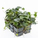 Hedera hel. 'Plattensee', 3-5 tak