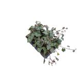 Hedera hel. 'Plattensee', 3-5 tak