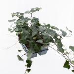 Hedera hel. 'Woerner', 3-5 tak