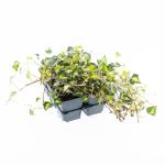 Hedera hel. 'Goldheart'
