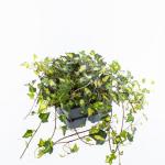 Hedera hel. 'Goldheart'