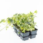 Hedera hel. 'Goldchild'
