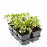 Hedera hel. 'Goldchild'
