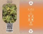 Hedera hel. 'Goldchild'