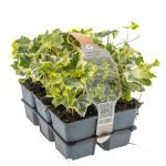 Hedera hel. 'Goldchild'