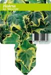 Hedera hel. 'Yellow Ripple'