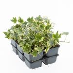 Hedera hel. 'Yellow Ripple'