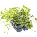 Hedera hel. 'Yellow Ripple'