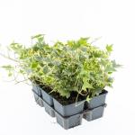 Hedera hel. 'Yellow Ripple'