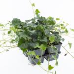 Hedera helix, 3-5 tak