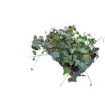 Hedera helix