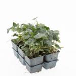 Hedera helix