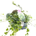 Hedera helix