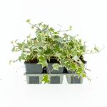 Hedera hel. 'White Ripple'