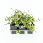 Hedera hel. 'White Ripple'