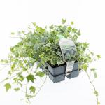 Hedera hel. 'White Ripple'