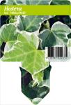 Hedera hel. 'Glacier'