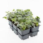 Hedera hel. 'Glacier'