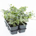 Hedera hel. 'Glacier'