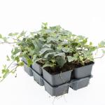 Hedera hel. 'Glacier'