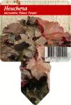 Heuchera mic. 'Palace Purple'