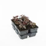 Heuchera mic. 'Palace Purple'