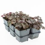 Heuchera mic. 'Palace Purple'