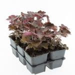 Heuchera mic. 'Palace Purple'