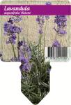 Lavandula ang. 'Hidcote'