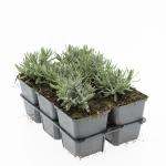 Lavandula ang. 'Hidcote'