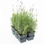 Lavandula ang. 'Hidcote'
