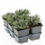 Lavandula ang. 'Hidcote'