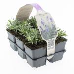 Lavandula ang. 'Hidcote'