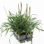 Liriope muscari 'Moneymaker'
