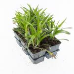 Liriope muscari 'Moneymaker'