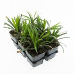 Liriope muscari 'Moneymaker'