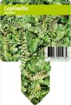 Leptinella squalida