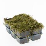 Leptinella squalida