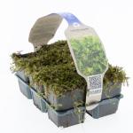 Leptinella squalida