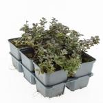 Lonicera crassifolia 'Little Honey'