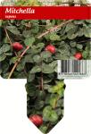 Mitchella repens