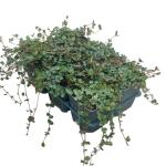 Mitchella repens
