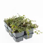 Mitchella repens